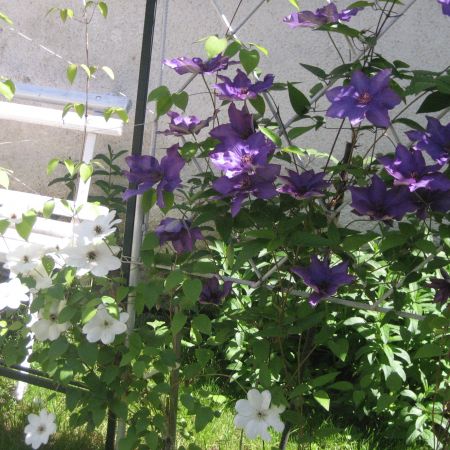 Clematis